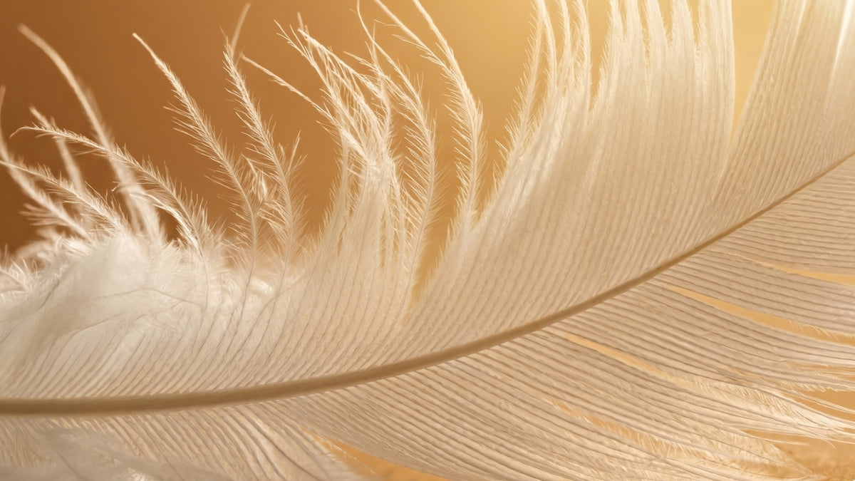 The Science of Softness and Comfort