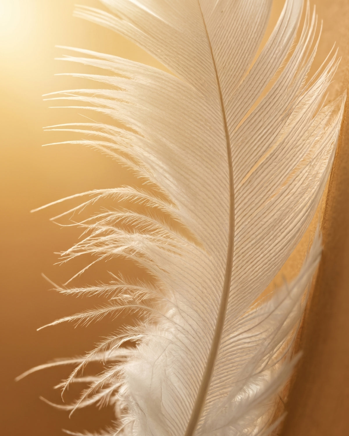 The Science of Softness and Comfort