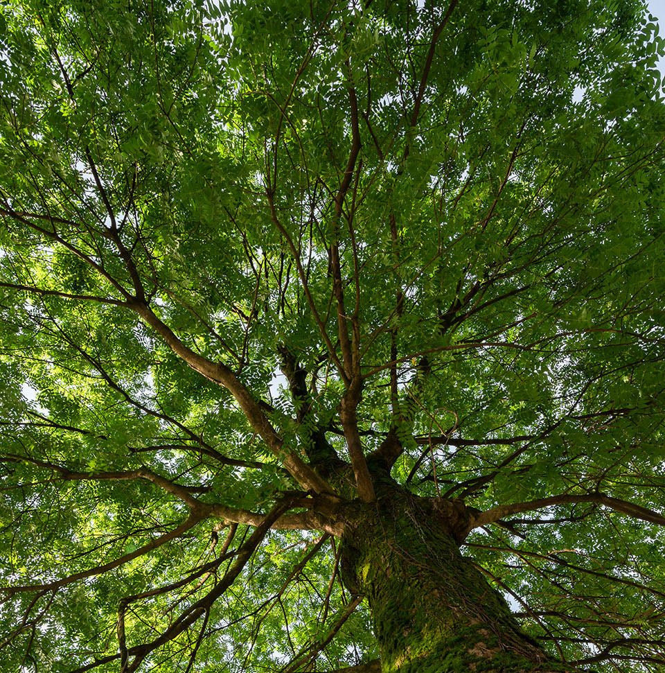 Sustainability and Premium Quality